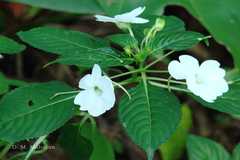 Impatiens walleriana